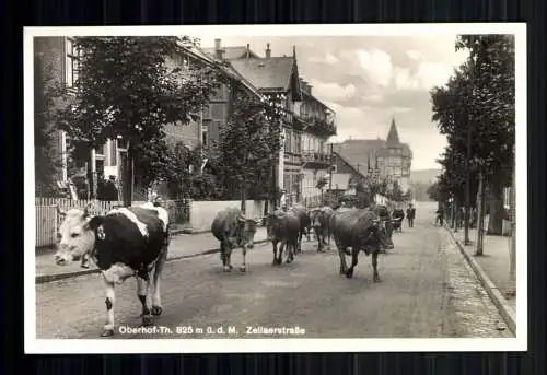 Oberhof, Thüringen, Zellaerstraße, Viehtrieb - 419228