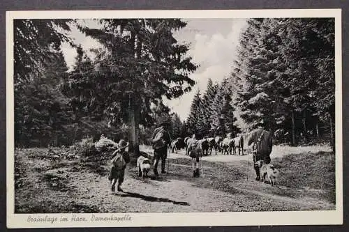 Braunlage, Damenkapelle, Rinder ziehen auf Harzer Bergwiese - 421423