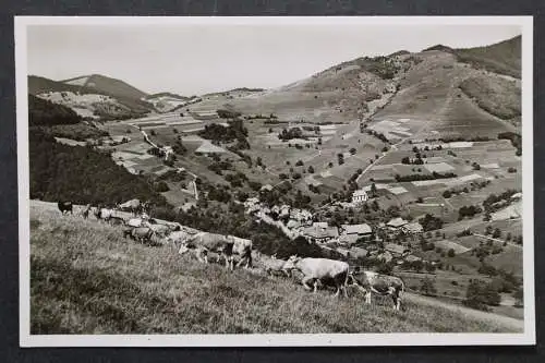 Neuenweg, Schwarzwald, Blick zum Ort, weidende Kühe - 424258