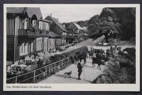 Bad Harzburg, Molkenhaus, Kuhherde, Hirte und Hund - 423593