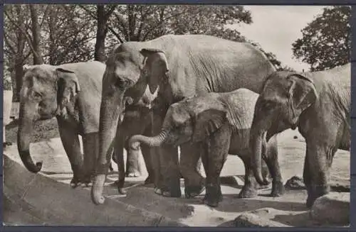 Hamburg-Stellingen, Hagenbeck's Tierpark, Elefanten - 412423