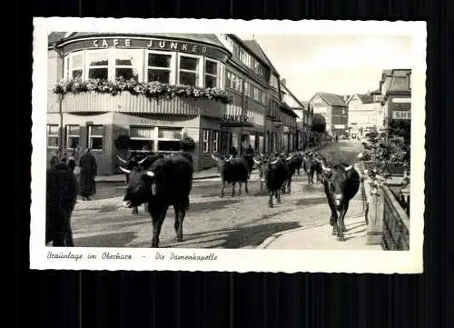 Braunlage im Oberharz, Kühe auf der Strasse "die Damenkapelle" - 415054