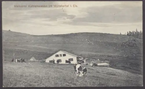 Kahlenwasen, im Münstertal, Melkerei - 404399