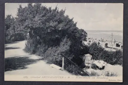 Ostseebad Brunshaupten, Seedornbüsche am Strandweg - 425265
