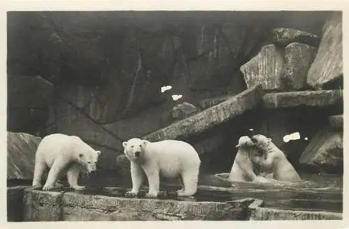 AK - Hamburg Stellingen Eisbären im Freigehege