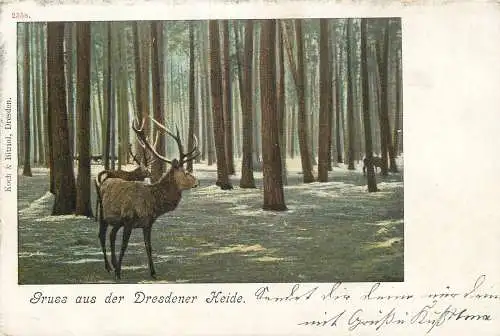 AK - Gruss aus der Dresdener Heide nicht versandt