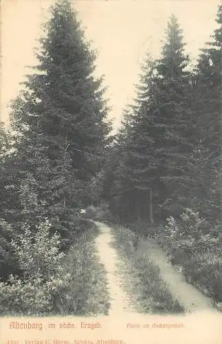 AK - Altenberg im sächs. Erzgebirge Partie am Aschergraben versandt 1906