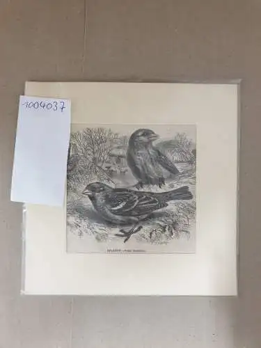 Tierabbildung und T.W. Wood: Sparrow : Passer domesticus (Haussperling), Original-Lithographie gezeichnet von T. W. Wood. 