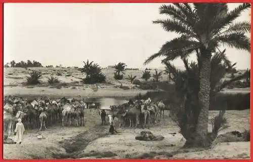 [Ansichtskarte] Tunisien - El-Hamma : Kamele am Ufer des Wadi /
Tunisia : El-Hamma, Camels on the banks of the Wadi /
Tunisie : El-Hamma, Chameaux au bord de l'oued. 