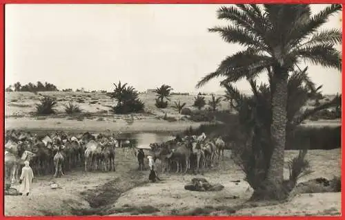 [Ansichtskarte] Tunisien - El-Hamma : Kamele am Ufer des Wadi. 