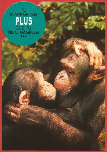 [Ansichtskarte] Affe : Schimpanse / Singe : Chimpanzé / Monkey : Chimpanzee. 