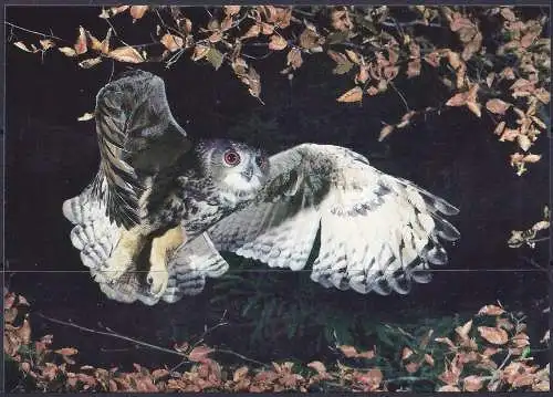 Aaland (Aland) FDC + Ansichtskarte 1996 – Mi 109 - YT 109 - WWF - Uhu ( Grand-duc - Owl )