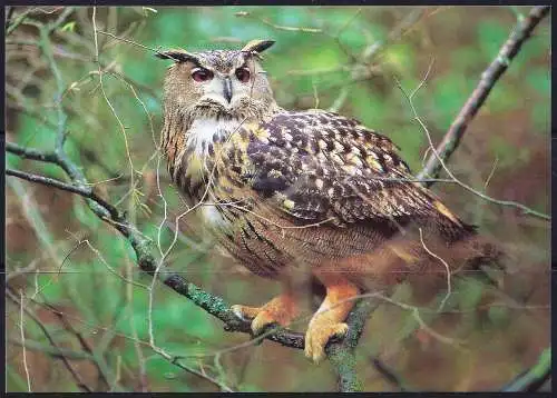 Aaland (Aland) FDC + Ansichtskarte 1996 – Mi 110 - YT 110 - WWF - Große Hornkauz ( Grand-duc - Great Horned Owlps )