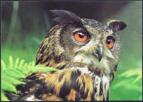 Aaland (Aland) FDC + Ansichtskarte 1996 – Mi 111 - YT 111 - WWF - Große Hornkauz ( Grand-duc - Great Horned Owlps )