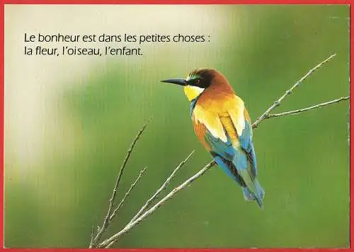 [Ansichtskarte] Vogel : Bienenfresser - Oiseau : Guêpier / Bird : Bee-eater. 