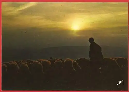 [Ansichtskarte] Schafherde in der Abenddämmerung /
Troupeau de moutons au crépuscule /
Flock of sheep at dusk. 