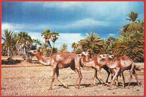[Ansichtskarte] Djibouti (TFAI) Kamele / Chameau. 