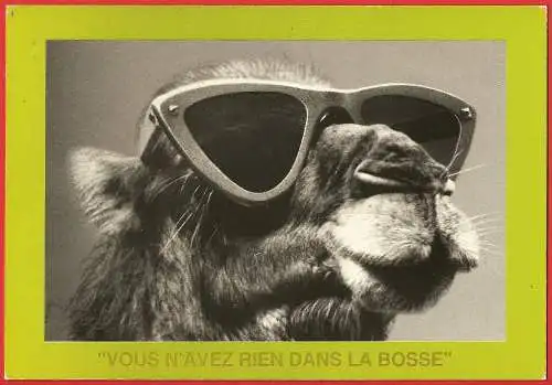 [Ansichtskarte] Kamel / Chameau /. 