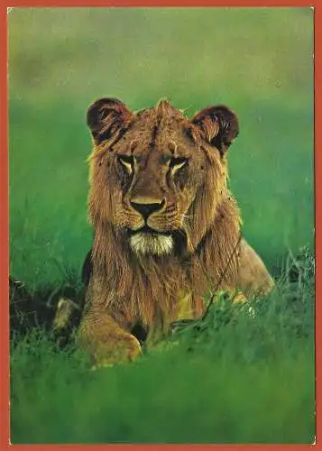 [Ansichtskarte] Junger Löwe in Kenia /
Kenya  Jeune lion ( Young lion in Kenya ). 