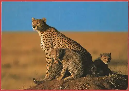 [Ansichtskarte] Kenya - Faune sauvage : Guépard /
Kenia - Tierwelt : Gepard /
Kenya - Wildlife : Cheetah. 