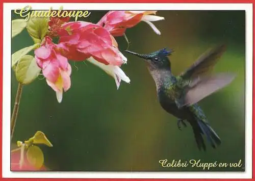 [Ansichtskarte] Vogel : Kolibri / Oiseau : Colibri / Bird : Humming-bird. 