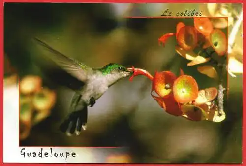 [Ansichtskarte] Vogel : Kolibri / Oiseau : Colibri / Bird : Humming-bird. 