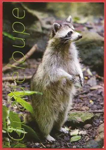 [Ansichtskarte] Waschbär / Raton-laveur / Racoon. 
