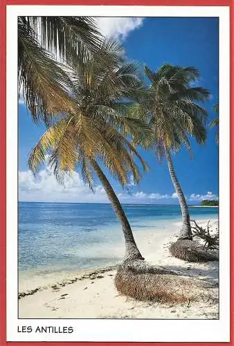 [Ansichtskarte] Guadeloupe ( 871 ) Saint-François : Cocotiers sur la plage des " Raisins clairs " /  Kokospalmen am Strand / Coconut trees on the beach. 