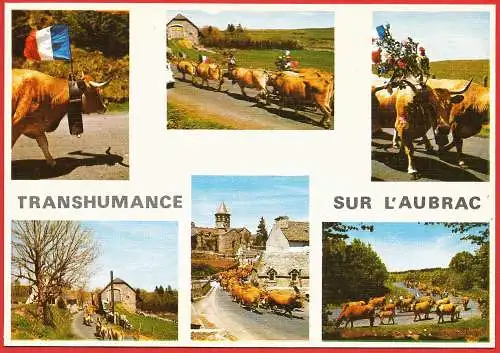 [Ansichtskarte] France - Aveyron ( 12 ) Transhumance des vaches sur le plateau de l'Aubrac / Frankreich. 
