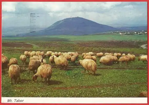[Ansichtskarte] Israël -  Berg Thabor und Schafe in der Ebene. 