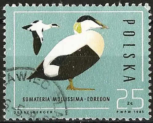Polen 1985 - Mi 3002 - YT 2813 - Vogel : Ente