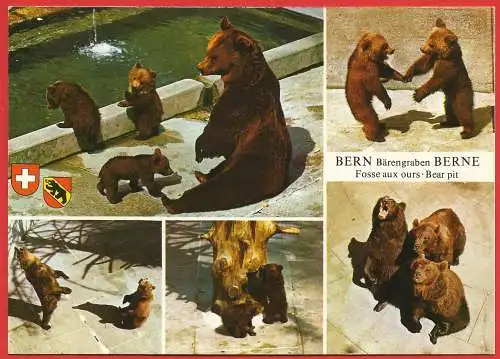 [Ansichtskarte] Schweiz - Bärengraben im Berner Zoo /
Suisse - Fosse aux ours / Switzerland : Bear pit. 