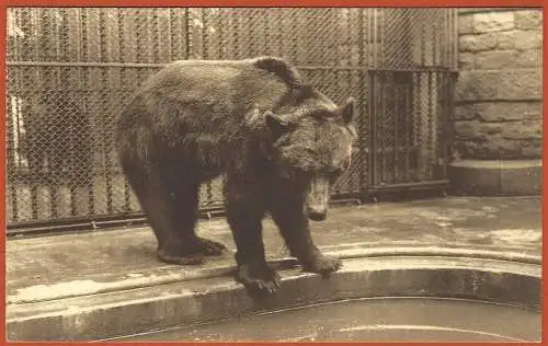 [Ansichtskarte] Schweiz - Braunbär aus dem Antwerpener Zoo /
Suisse - Ours brun du zoo de Anvers / Switzerland : Brown Bear. 