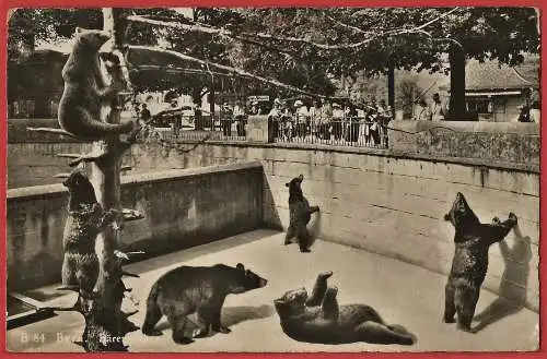 [Ansichtskarte] Schweiz - Bärengraben im Berner Zoo /
Suisse - Fosse aux ours / Switzerland : Bear pit. 