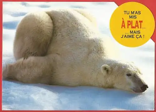 [Ansichtskarte] Schweiz - Eisbär - Humor / Suisse : Ours polaire / Switzerland : Polar bear. 