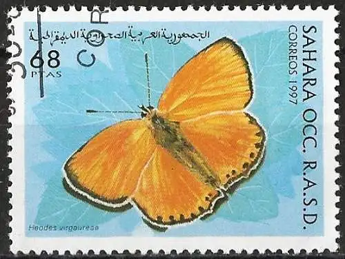 Westsahara 1997 - Schmetterling 