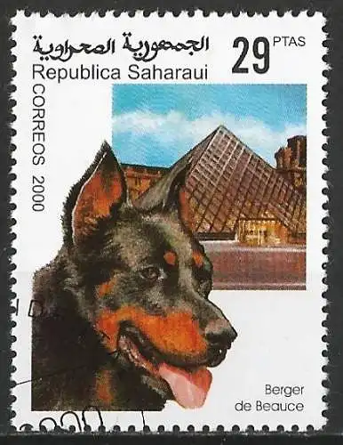 Westsahara 2000 - Hund : Beauce Shepherd