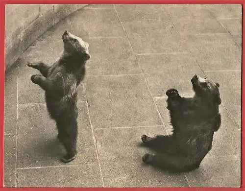 [Ansichtskarte] Schweiz - Bärengraben im Berner Zoo /
Suisse - Fosse aux ours / Switzerland : Bear pit. 