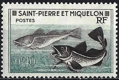 St. Pierre & Miquelon 1957 - Mi 381 - YT 353 - Fisch : Kabeljau - MNG