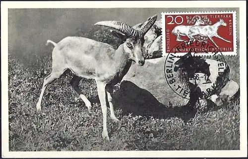 DDR 1956 - Mi 554X - YT 279 - Mufflon