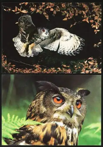 [Ansichtskarte] WWF - Vogel : Uhu - Oiseau : Grand-Duc / Bird : Eagle Owl. 