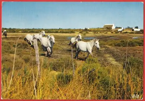 [Ansichtskarte] Pferde der Camargue. 