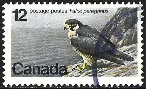 Canada 1978 - Mi 680 - YT 658 - Greifvogel: Wanderfalke