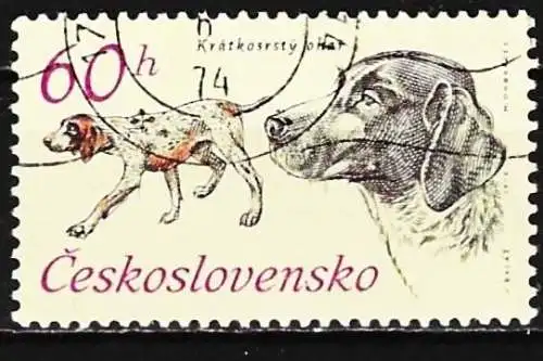 Tschechoslowakei 1973 - Mi 2157 - YT 2002 - Hund : Deutscher Kurzhaarvorsteher
