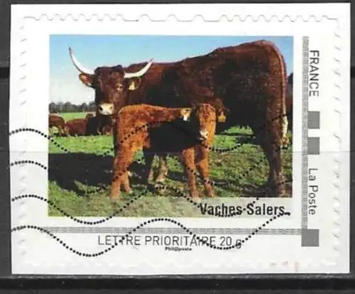 Frankreich - Fauna : Kuhrasse Salers