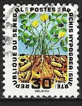 Senegal 1966 - Mi 318 - YT 265 - Erdnusskultur