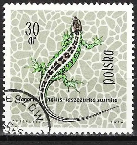 Polen 1963 - Mi 1393 - YT 1259 - Reptil : Eidechse