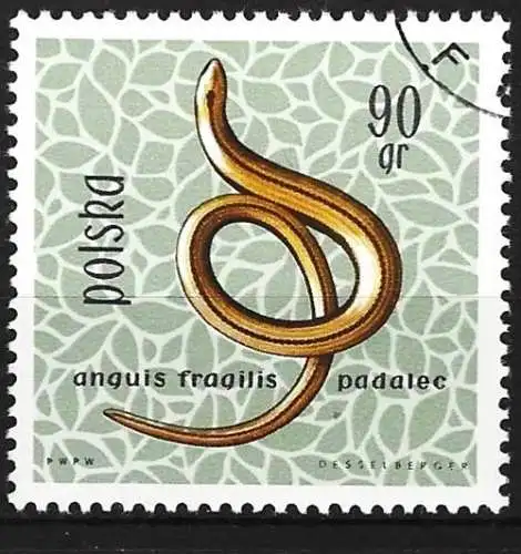 Polen 1963 - Mi 1397 - YT 1263 - Schlange : Blindschleiche
