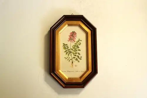 Professionell in Holz gerahmte Lithographie - Motiv hier Alpen-Süßklee - mit Glasabdeckung, Vintage aus den 1970ern