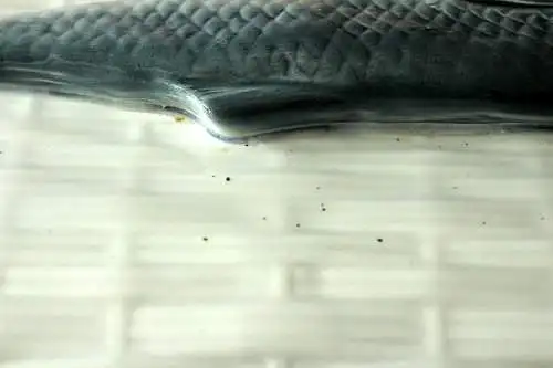 Außergewöhnlicher Fischtopf aus weißer Keramik - den Deckel ziert ein Fisch - Matjestopf - Terrine - Heringstopf - Vintage aus den 1950ern